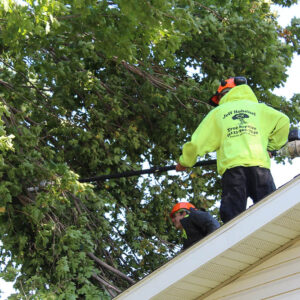 Men on top of a roof moving tree limbs