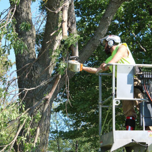 man in a lift cutting down tree limbs