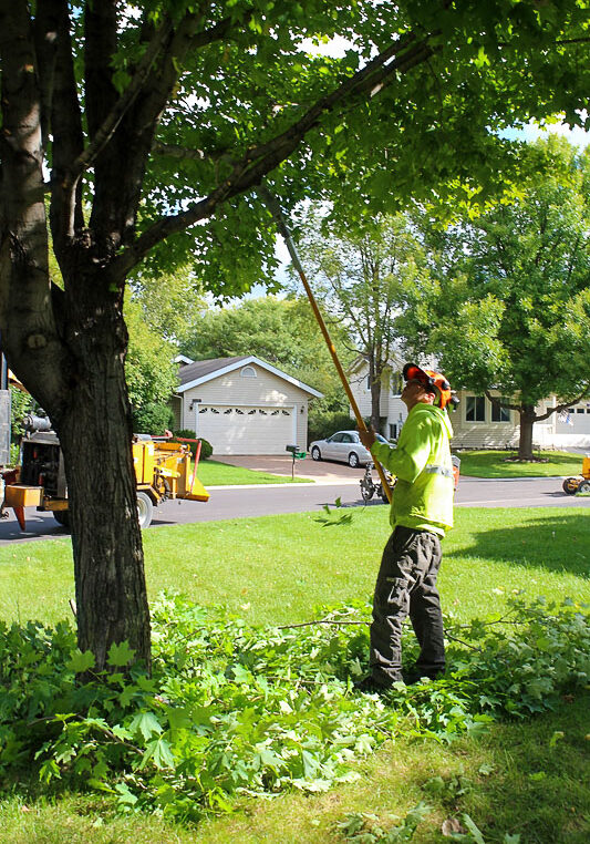 an using extra long clippers to remove tree limbs